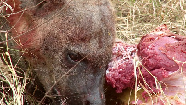 鬣狗吃捻Kudu的尸体和撕裂的肉/南非普马兰加克鲁格国家公园视频素材