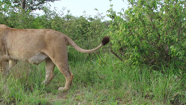 MS View of Lion Scent Marking Bush / Kruger National Park, Mpumalanga，南非视频素材