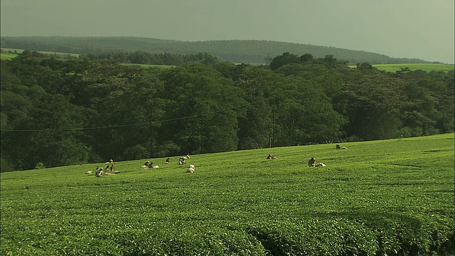 工人们在茶园采摘茶叶。视频素材