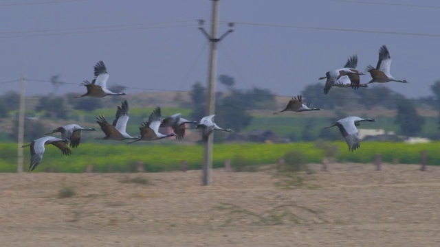 SLO MO PAN离开时，一大群蓑羽鹤飞到空地上，一些人在后面视频素材