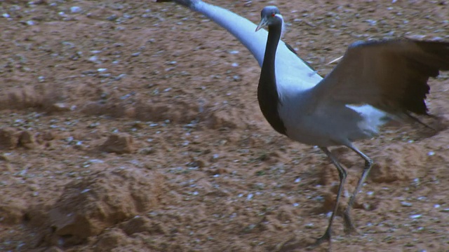 HA MS SLO MO Demoiselle crane滑入河岸降落视频素材