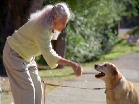 慢动作资深女子在金色实验犬面前弹跳球视频素材