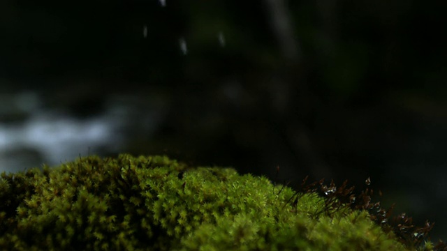 水滴落在苔藓上。视频素材