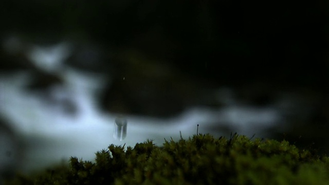 水滴落在苔藓上。视频素材