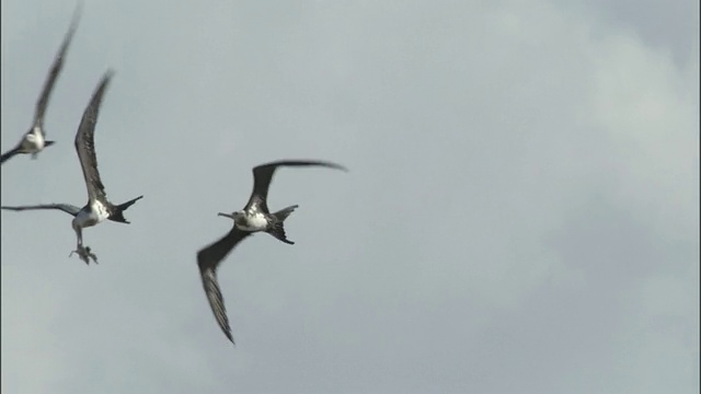 军舰鸟(Fregata minor)掉落煤烟燕鸥(Sterna fuscata)雏鸟，夏威夷视频素材