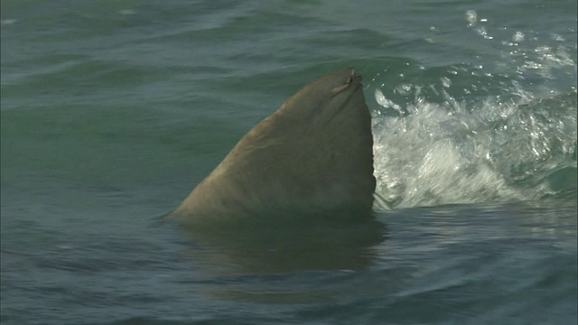 虎鲨(Galeocerdo cuvier)在夏威夷浅滩游泳视频素材