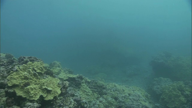 绿海龟(Chelonia mydas)游过珊瑚礁，夏威夷视频素材