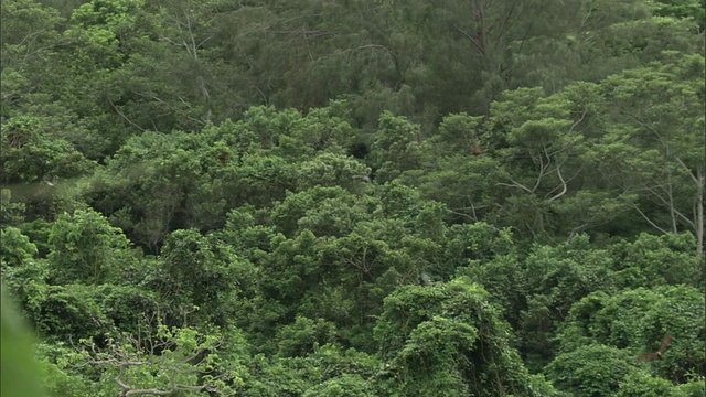 果蝠(Pteropus sp.)飞过森林，斐济视频素材