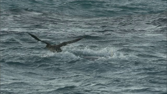 虎鲨(Galeocerdo cuvier)攻击黑脚信天翁(Phoebastria nigripes)，夏威夷视频素材