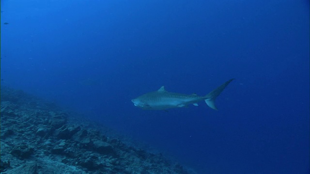 虎鲨(Galeocerdo cuvier)游泳在蓝色的海洋，夏威夷视频素材