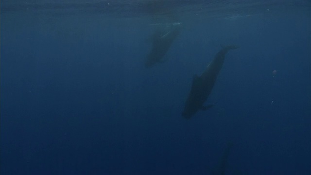 夏威夷短鳍领航鲸群视频素材