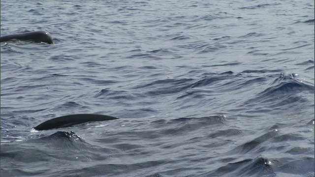 夏威夷，短鳍领航鲸(Globicephala macrorhynchus)浮出水面视频素材