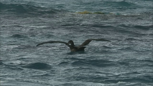 虎鲨(Galeocerdo cuvier)攻击黑脚信天翁(Phoebastria nigripes)，夏威夷视频素材