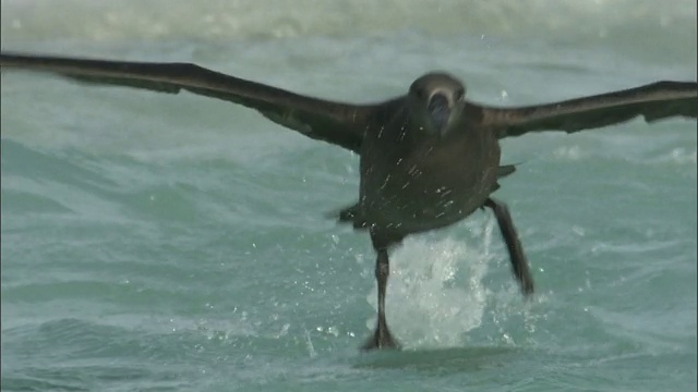 黑脚信天翁(Phoebastria nigripes)从夏威夷的海上起飞视频素材