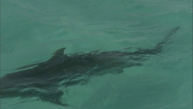 虎鲨(Galeocerdo cuvier)在夏威夷浅滩游泳视频素材