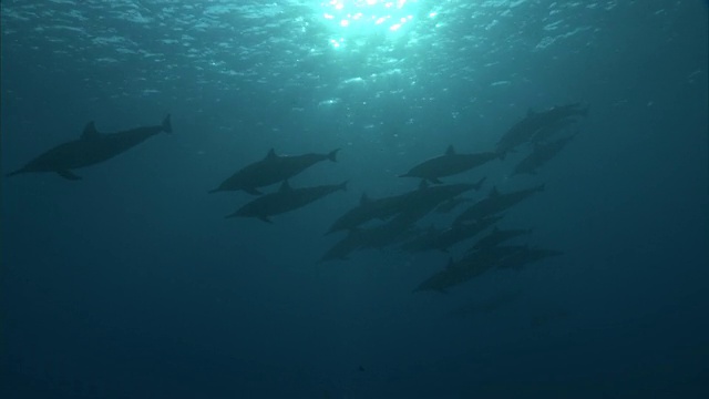 飞旋海豚(Stenella longirostris)，夏威夷视频素材