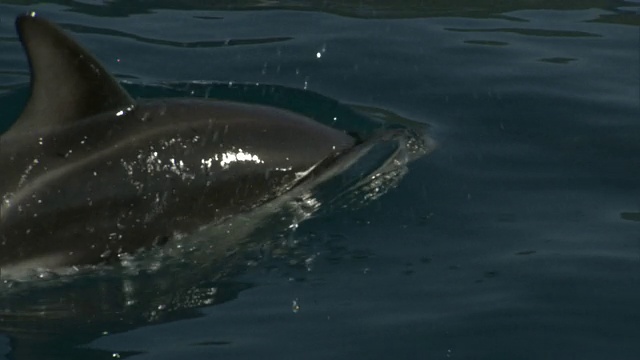 昏暗的海豚(Lagenorynchus obscurus)在海洋中游泳，新西兰视频素材