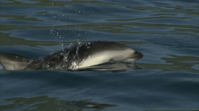 昏暗的海豚(Lagenorynchus obscurus)在海洋中游泳，新西兰视频素材