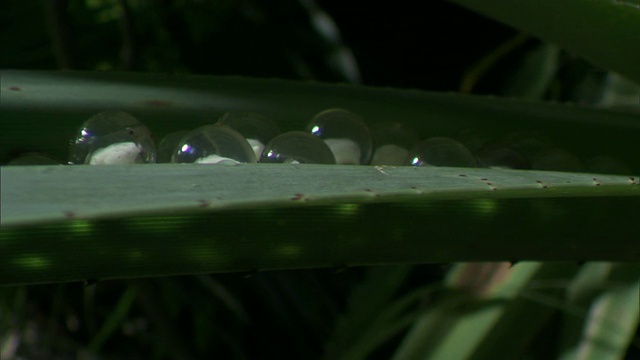 斐济树蛙(Platymantis vitiensis)叶子上的卵，斐济视频素材