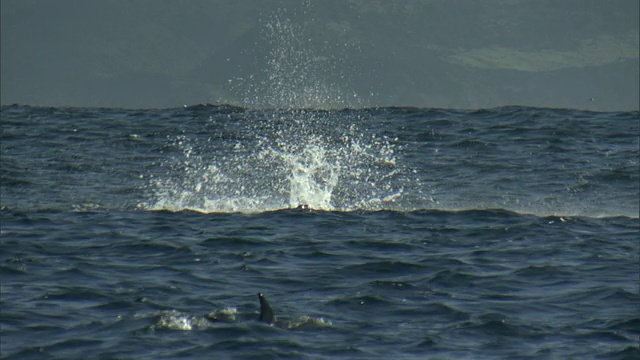 Dusky dolphin (Lagenorynchus obscurus)翻筋斗，新西兰视频素材