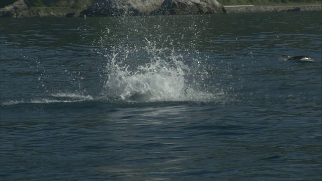 Dusky dolphin (Lagenorynchus obscurus)翻筋斗，新西兰视频素材