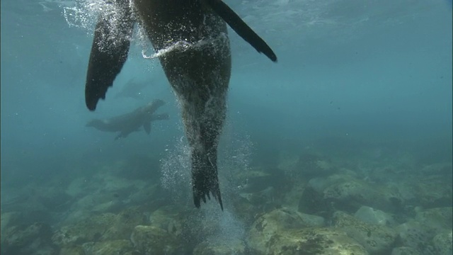 加拉帕戈斯海狮(Zalophus wollebaecki)在加拉帕戈斯群岛的浅滩游泳视频素材