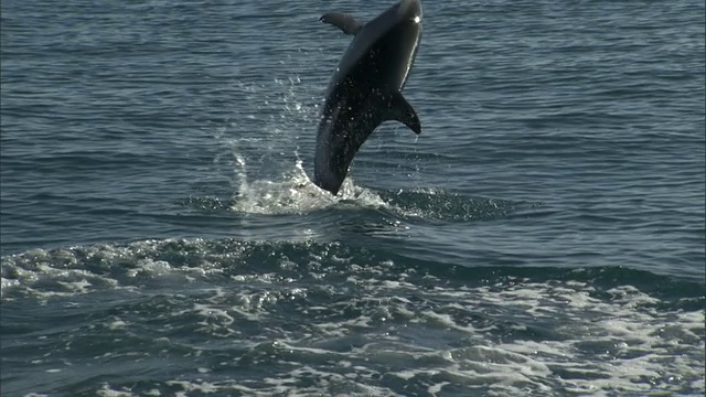 Dusky dolphin (Lagenorynchus obscurus)跳跃和飞溅，新西兰视频素材