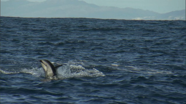 Dusky dolphin (Lagenorynchus obscurus)跳跃和飞溅，新西兰视频素材