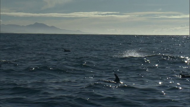 Dusky dolphin (Lagenorynchus obscurus)跳跃和飞溅，新西兰视频素材