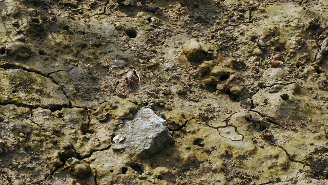 中国福建泉州，招潮蟹(Uca sp.)在退潮淤泥上觅食视频素材