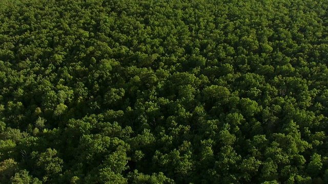 美国新泽西州Kittatinny山脉森林上空的Hopatcong湖全景图视频素材