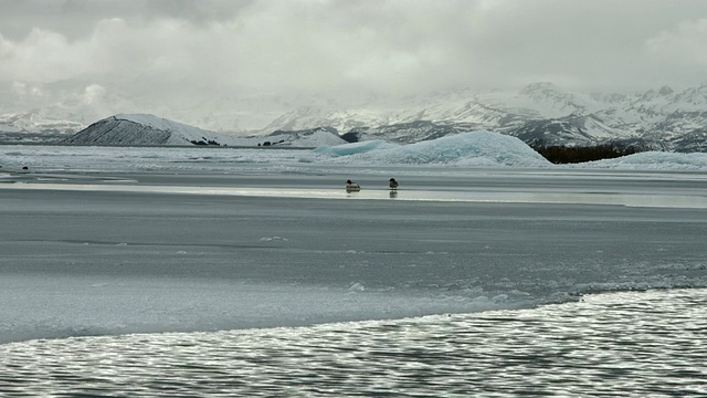 两只鸭子在Icelandäó斯奈费尔斯半岛的冰盖上用嘴梳理自己。视频素材