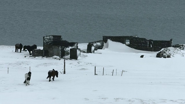 在斯奈费尔斯半岛，小马在白雪覆盖的田野上漫步。视频素材