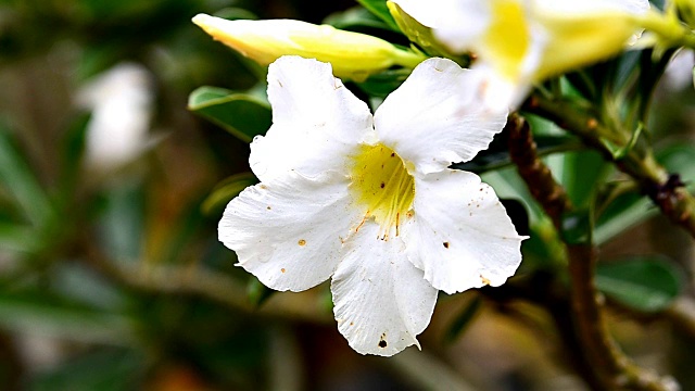 沙漠玫瑰花朵视频素材