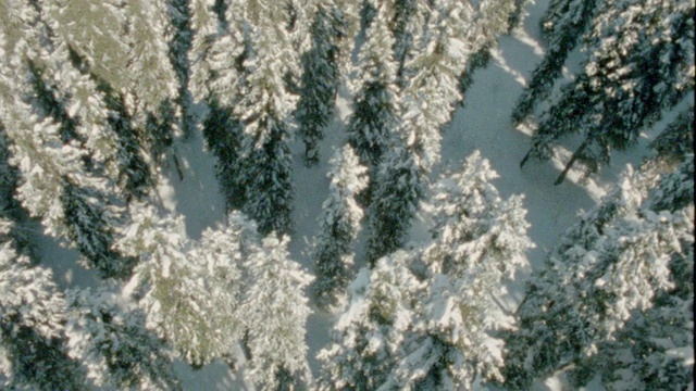 空中覆盖着白雪的松林视频素材