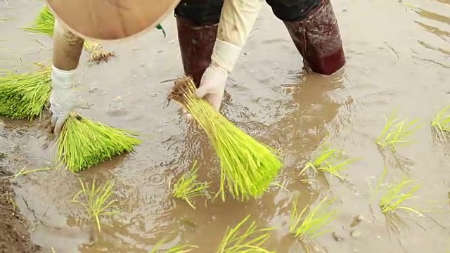 农民在稻田里种植水稻，慢镜头视频素材