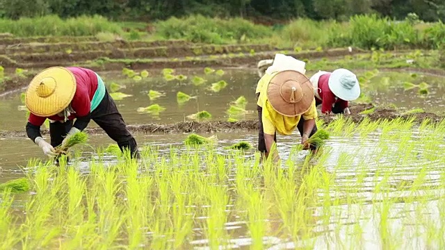 农民在稻田里种植水稻，慢镜头视频素材