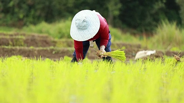 农民在稻田里种植水稻，慢镜头视频素材