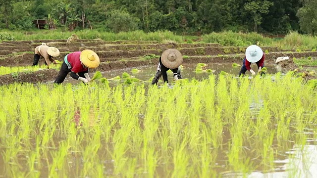 农民在稻田里种植水稻，慢镜头视频素材