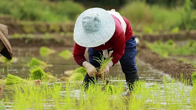 农民在稻田里种植水稻，慢镜头视频素材