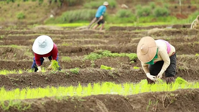 农民在稻田里种植水稻，慢镜头视频素材