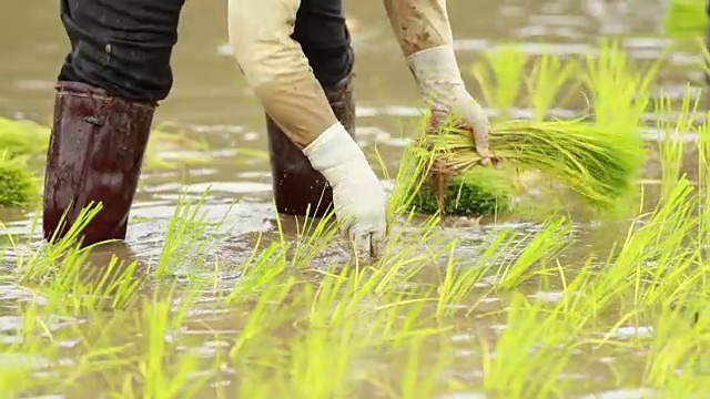 农民在稻田里种植水稻，慢镜头视频素材