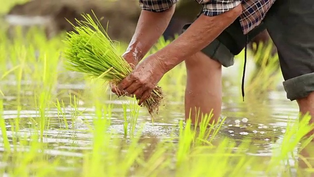 农民在稻田里种植水稻，慢镜头视频素材