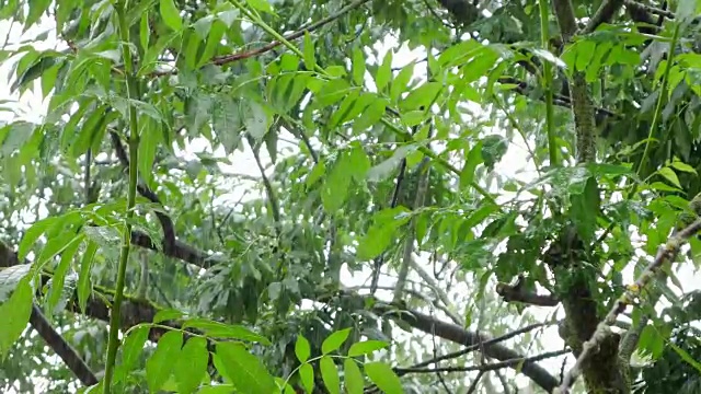 暴雨落在白蜡树特写视频素材