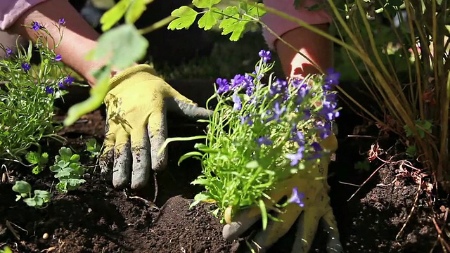 近距离拍摄的女人挖掘和放置植物在泥土。视频素材