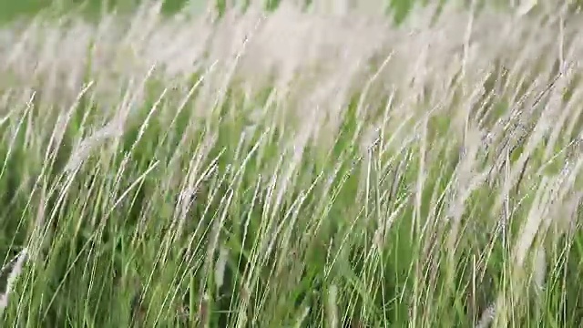 野生绿草视频下载