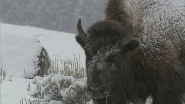 美国怀俄明州黄石公园，野牛在雪中行走视频素材