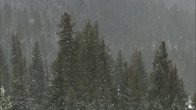 雪花落在美国黄石公园的针叶林上视频素材