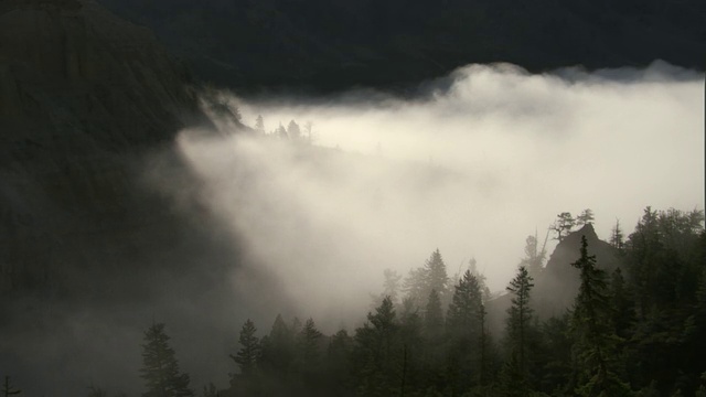 雾飘过森林山谷，黄石，美国视频素材