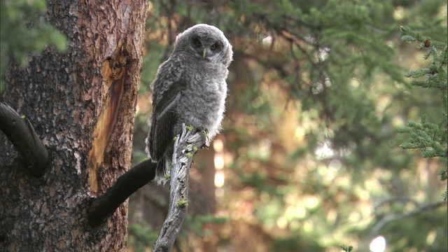 大灰猫头鹰(Strix nebulosa)雏在森林，黄石，美国视频素材